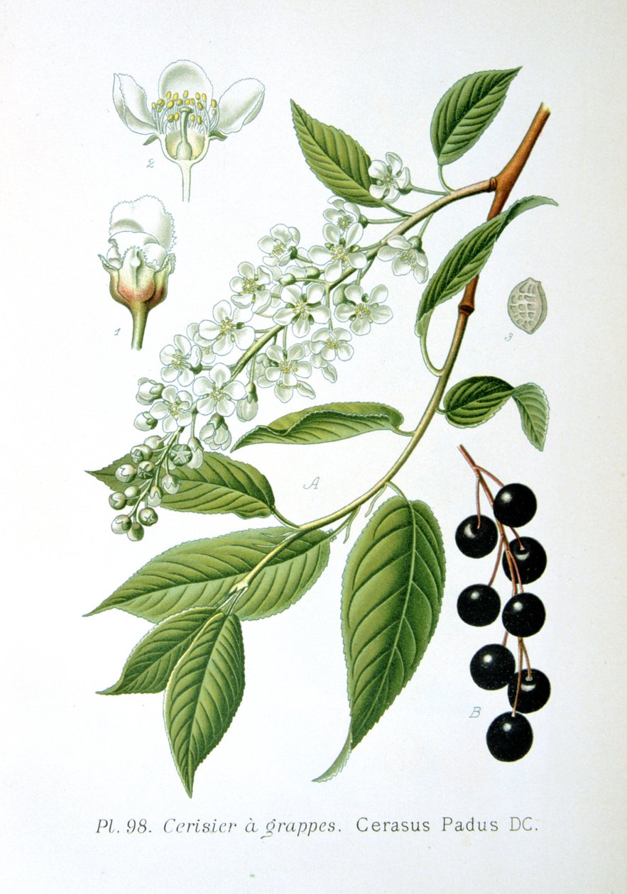 Cerezo de Racimo, 1893 de Unbekannt