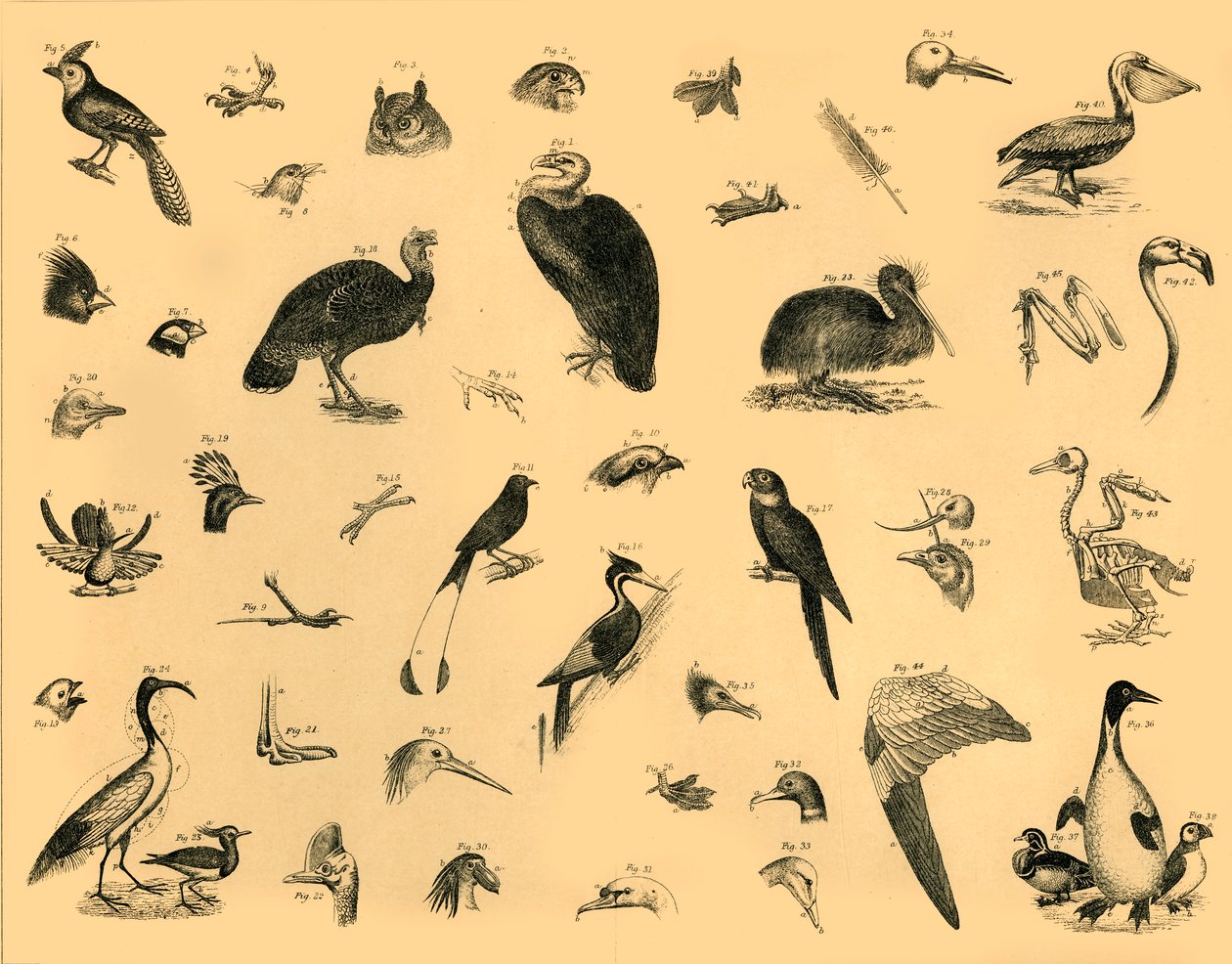 Aves, c1910 de Unbekannt
