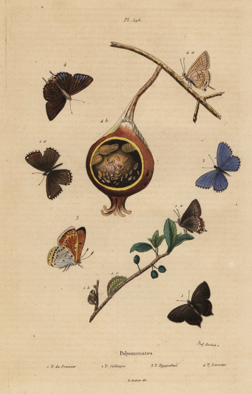 Mariposa negra de la cola, Satyrium pruni, mariposa azul común, Polyommatus icarus, cobre de borde púrpura, Lycaena hippothoe, y azul común de guayaba, Virachola isocrates de Unbekannt