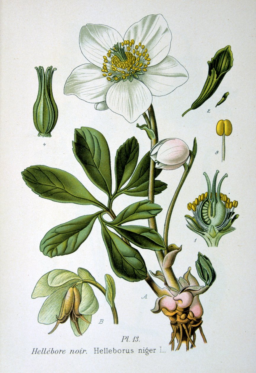 Hellebore negro, 1893 de Unbekannt