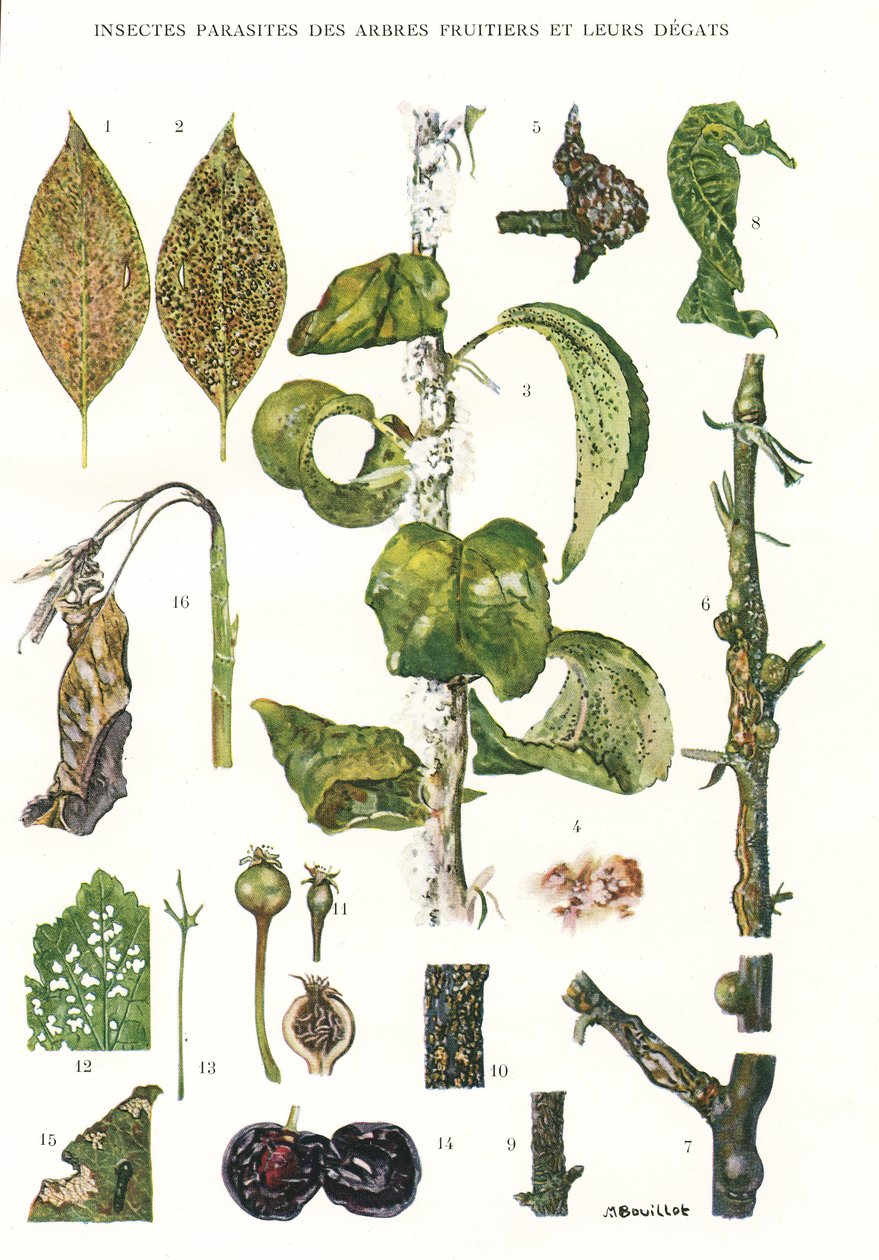 Tabla botánica de parásitos de árboles frutales de Unbekannt