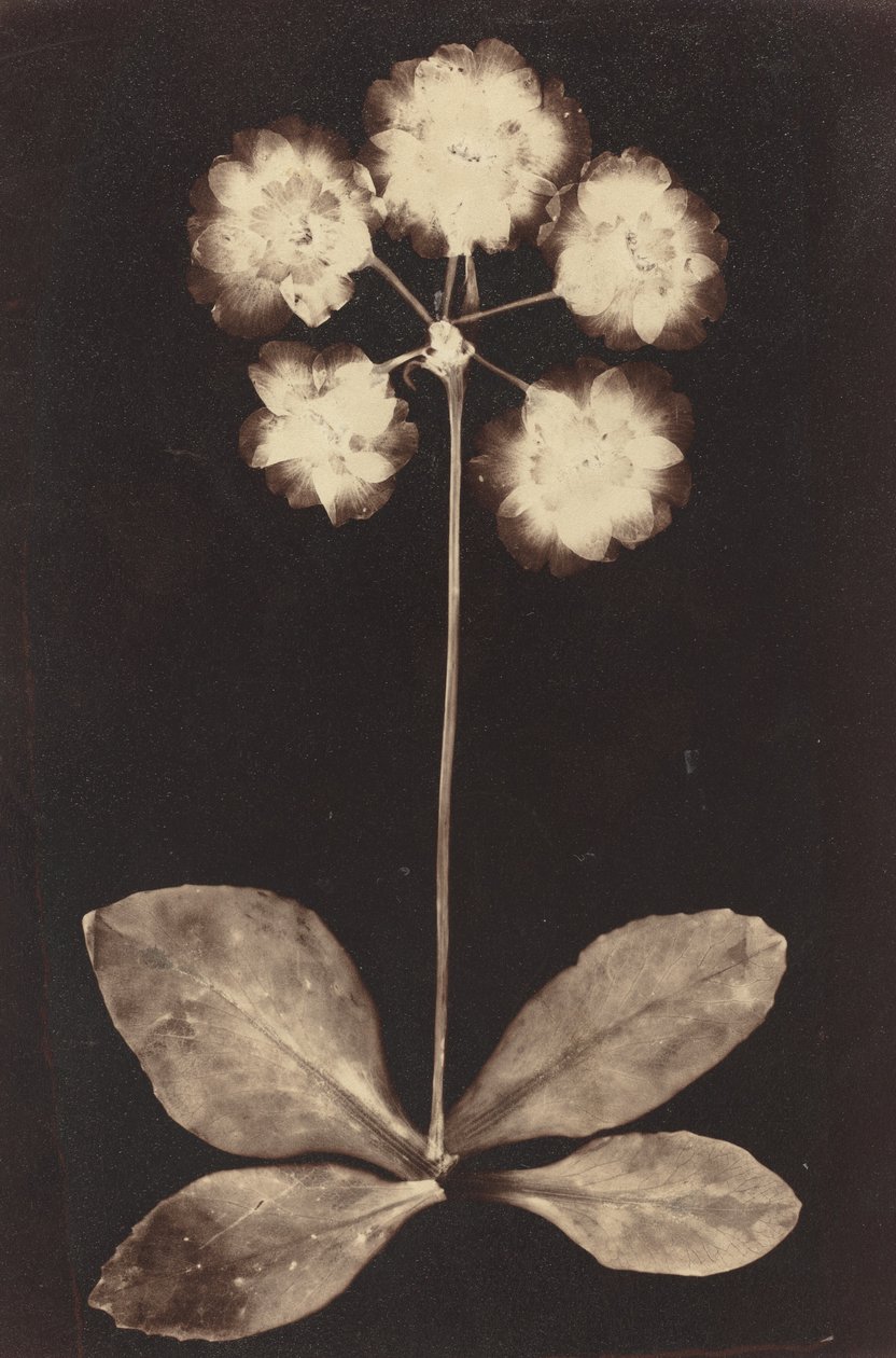 Fotograma botánico, década de 1860 de Unbekannt