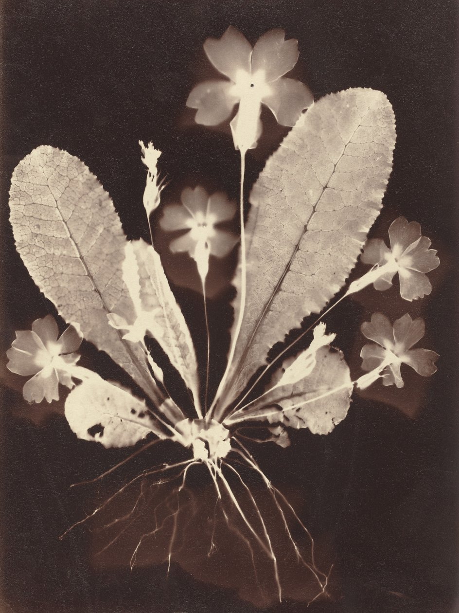 Fotograma botánico, 1860s de Unbekannt