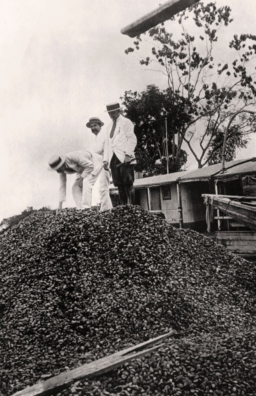 Nueces de Brasil cosechadas del Valle del Amazonas, c1900s de Unbekannt