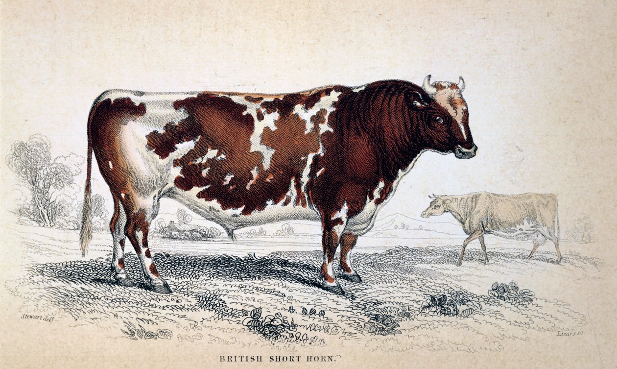 British Short Horn, 1839 de Unbekannt