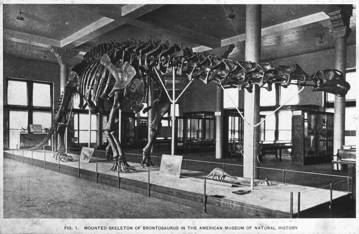 Esqueleto de brontosaurio, Museo Americano de Historia Natural, Nueva York, EE.UU., principios del siglo XX de Unbekannt