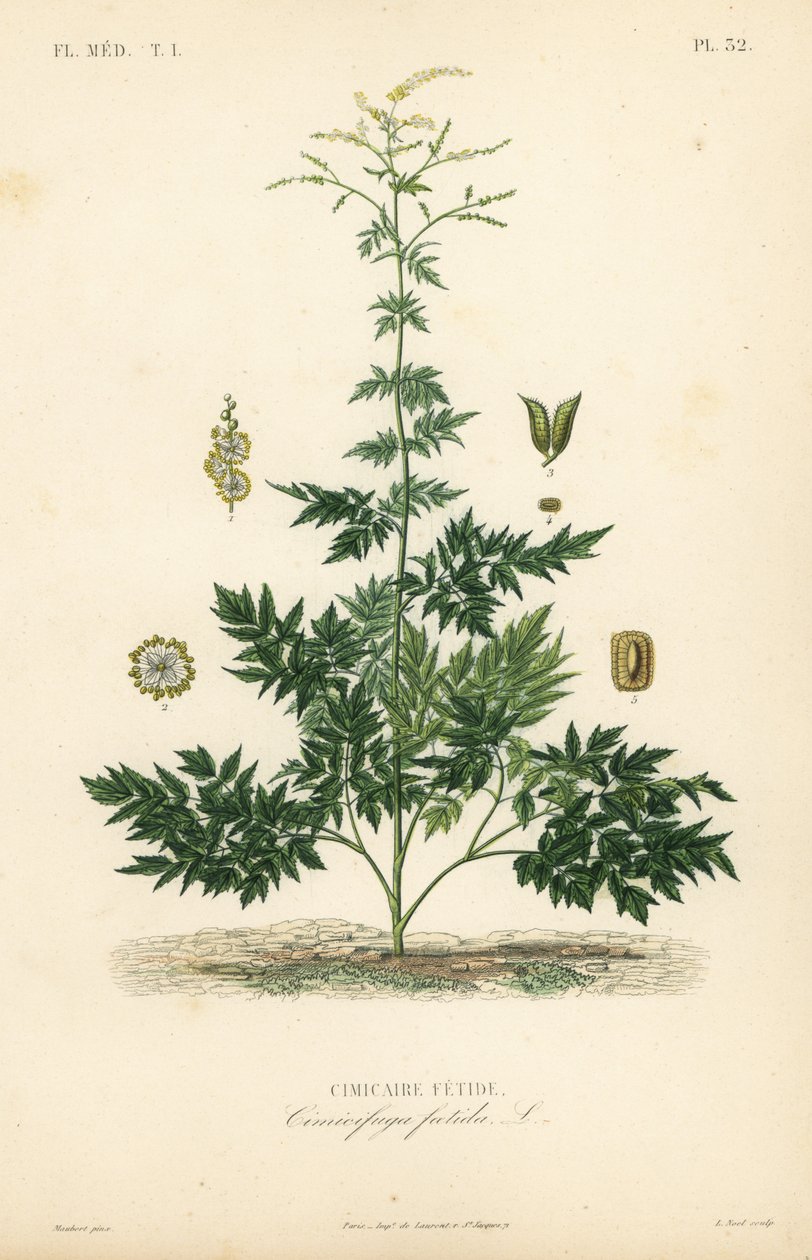 Cohosh o cimicifuga, Actaea cimicifuga de Unbekannt