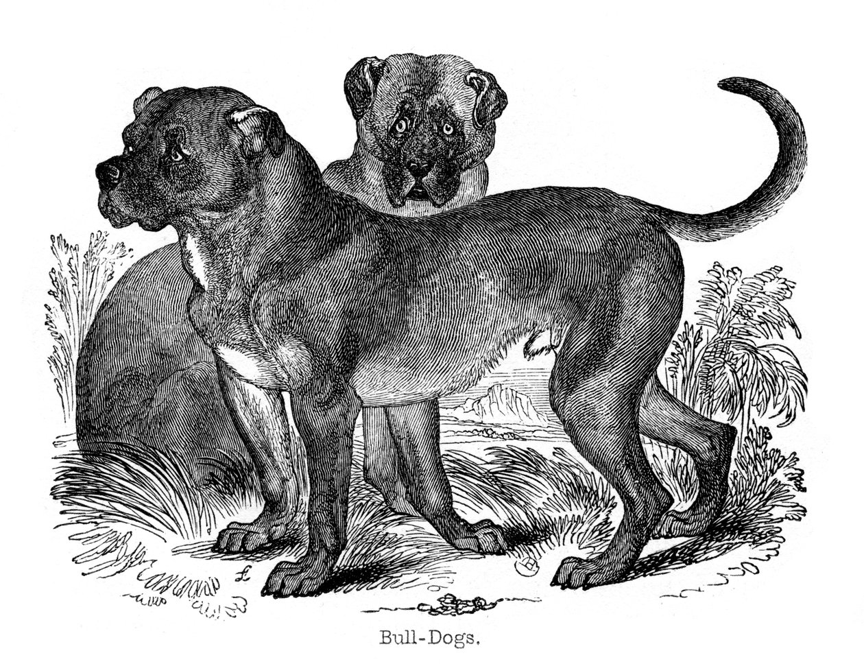 Bulldog, 1848 de Unbekannt