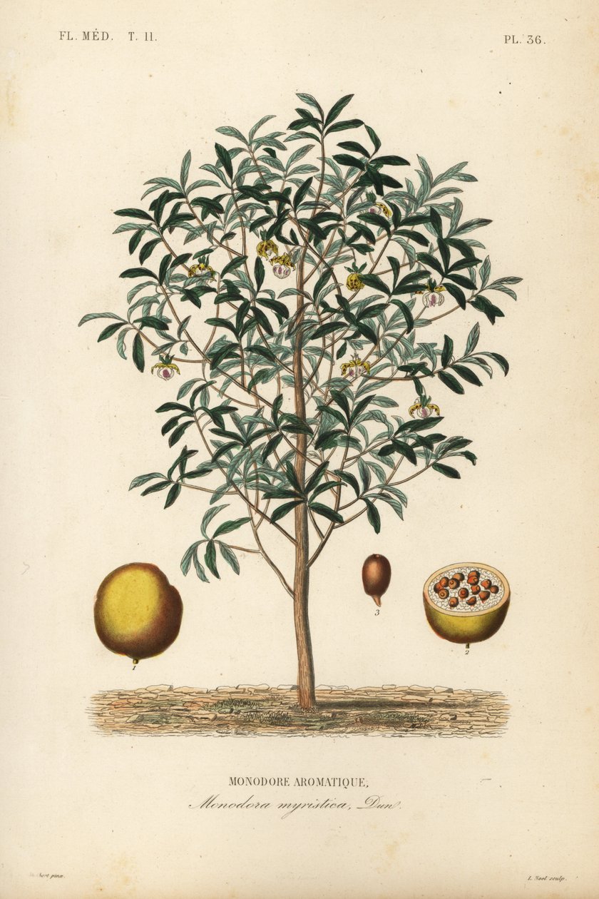 Nuez de calabaza, Monodora myristica, Monodore aromatique de Unbekannt