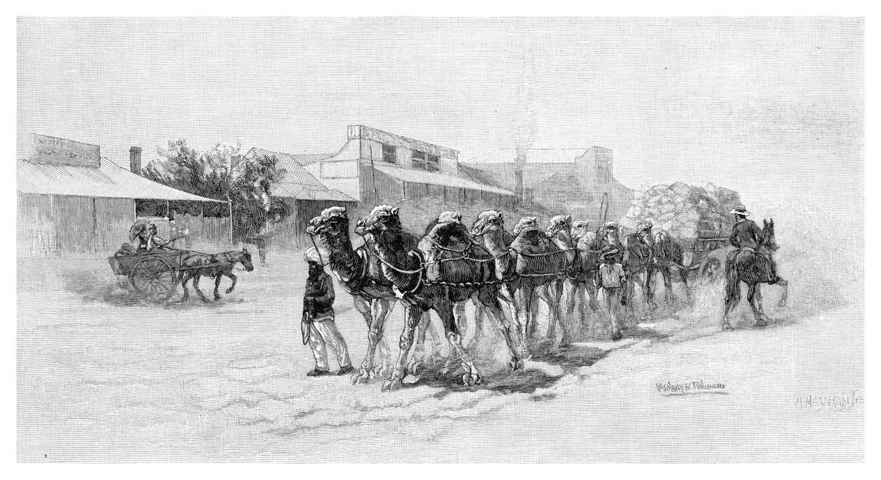 Equipo de camellos, Wilcannia, Nueva Gales del Sur, Australia, 1886 de Unbekannt