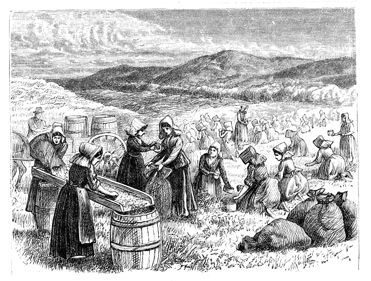 Mujeres de Cape Cod recogiendo y clasificando arándanos, 1875 de Unbekannt
