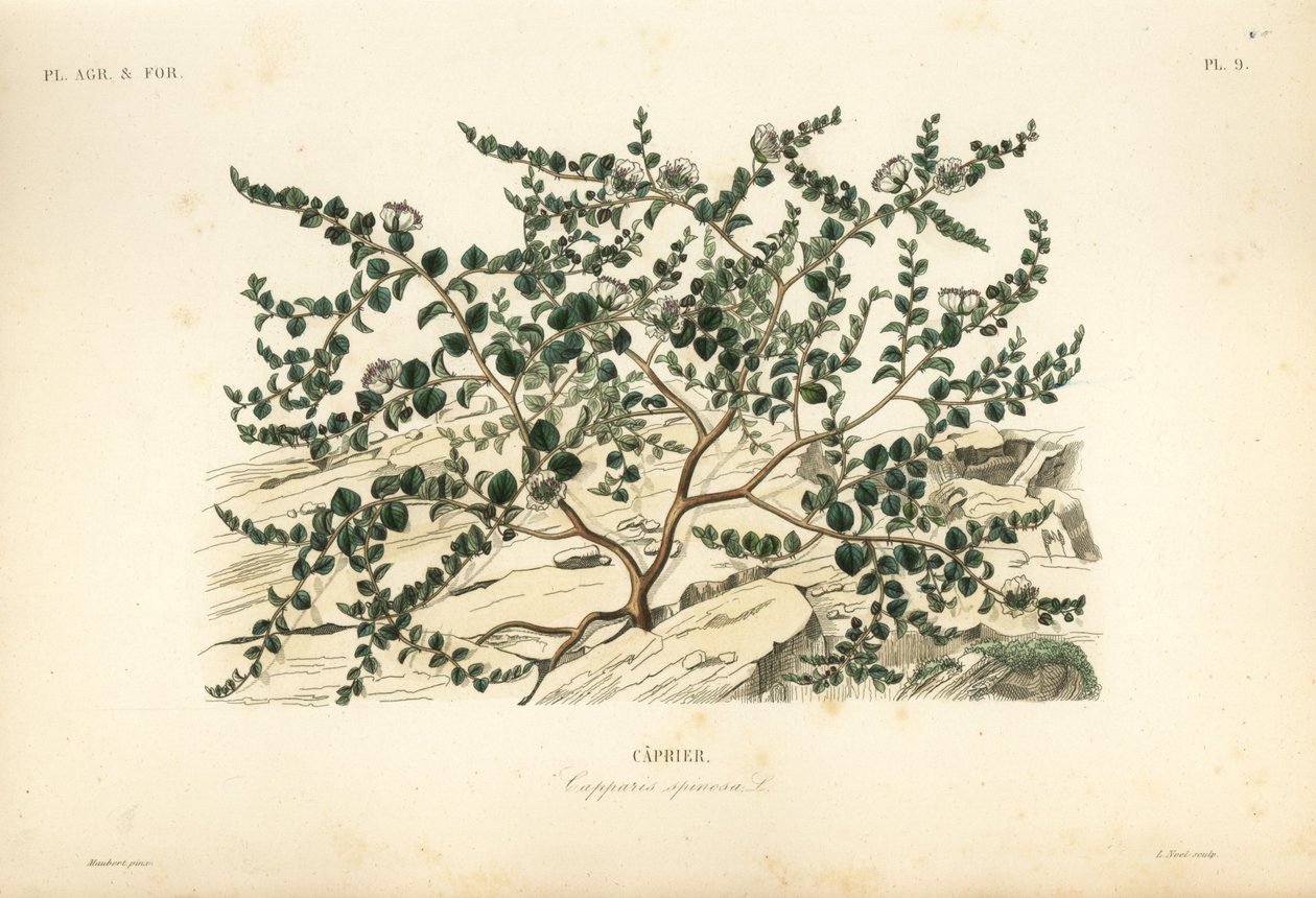 Alcaparra o rosa de Flinders, Capparis spinosa de Unbekannt