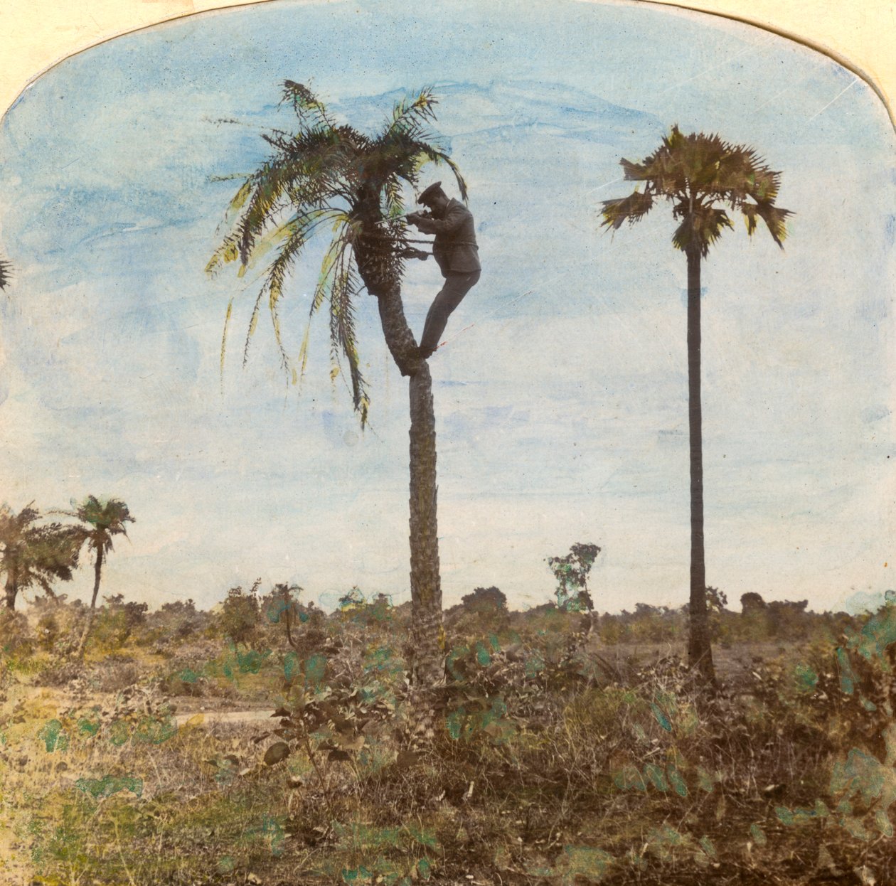 El capitán Osman disparando desde un árbol con la ayuda de correas, India, 1900s de Unbekannt