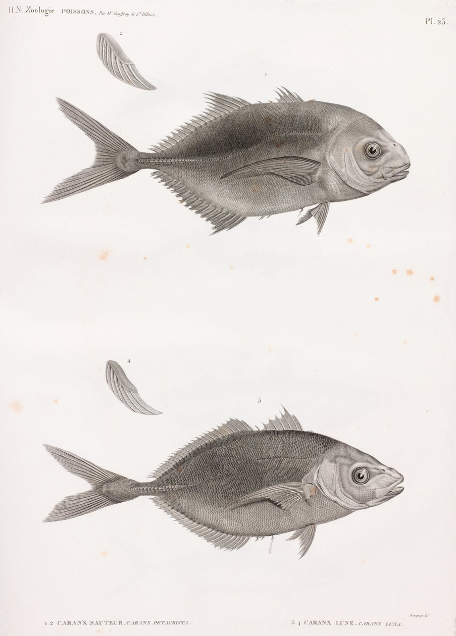 Caranx Sauteur & Caranx Lune de Unbekannt