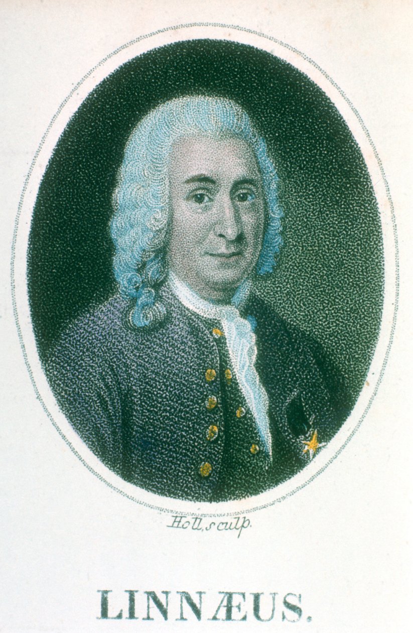 Carolus Linnaeus, naturalista sueco del siglo XVIII, principios del siglo XIX de Unbekannt