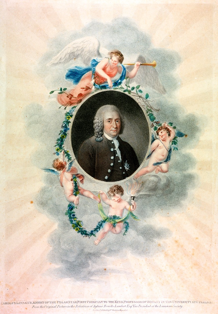 Carolus Linnaeus, naturalista y médico sueco, 1807 de Unbekannt