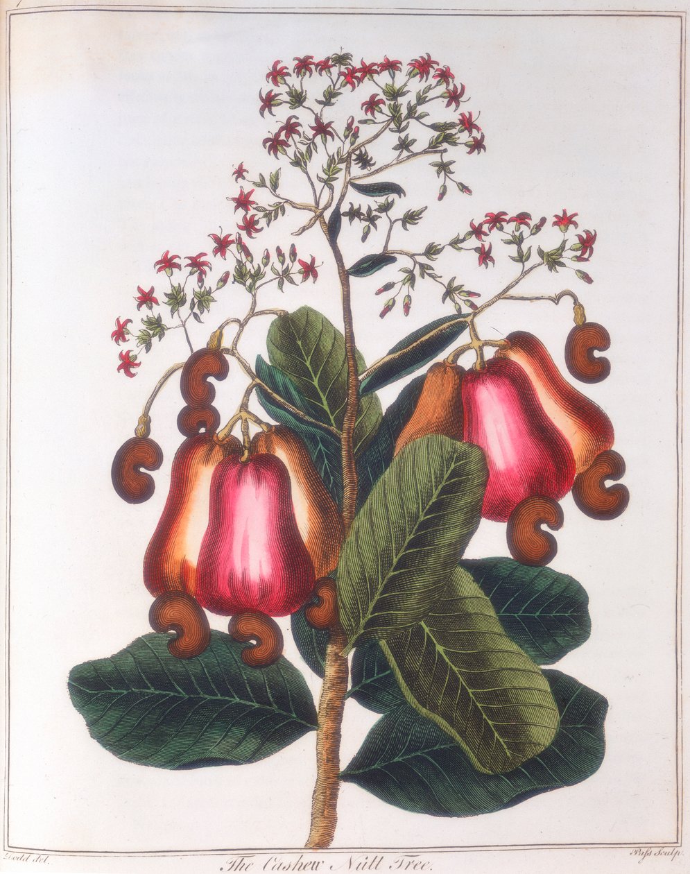 Anacardo - Anacardium occidentale, c1798 de Unbekannt