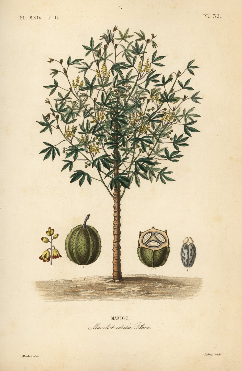 Yuca o mandioca, Manihot esculenta, Manihot edulis de Unbekannt