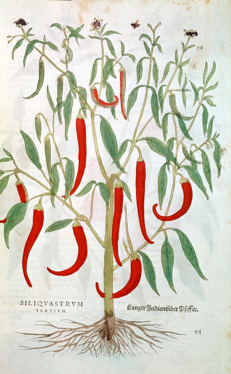 Planta de pimienta de Cayena Capsicum, siglo XVI de Unbekannt
