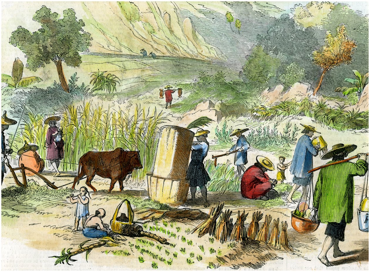 Cosecha china, Hong Kong, c1875 de Unbekannt