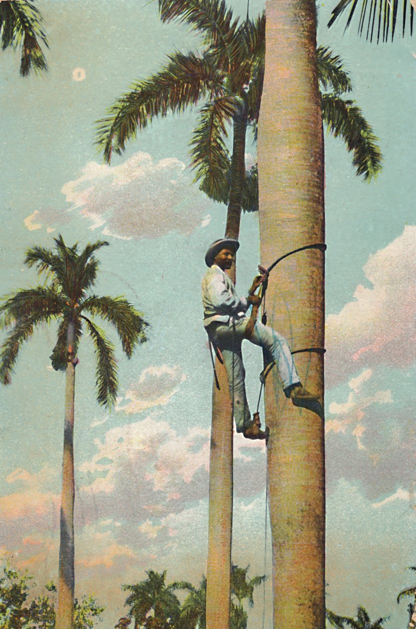 Subiendo la Palma Real, 1910 de Unbekannt