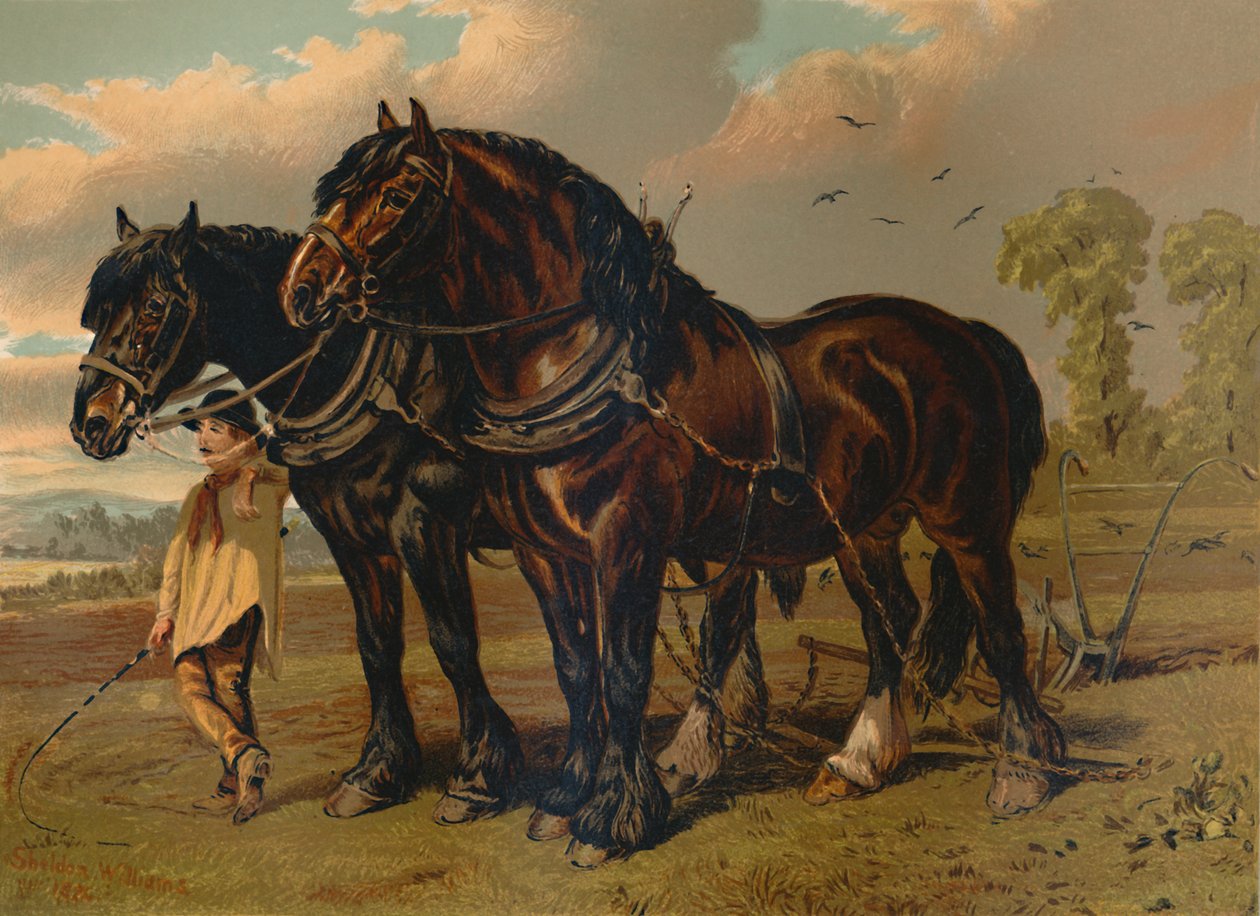 Semental y yegua Clydesdale, c. 1879 de Unbekannt