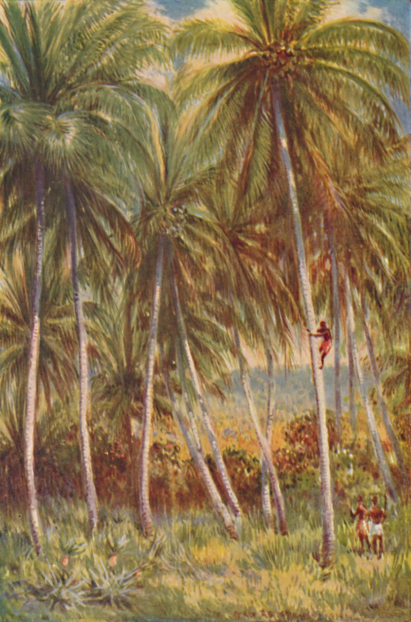 Palmeras de coco, 1924 de Unbekannt
