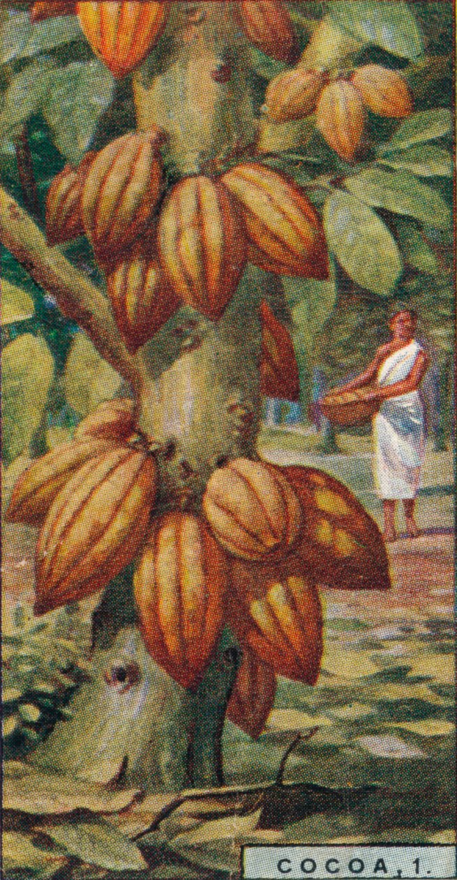Cacao, 1. - Árbol de Cacao, Trinidad, 1928 de Unbekannt