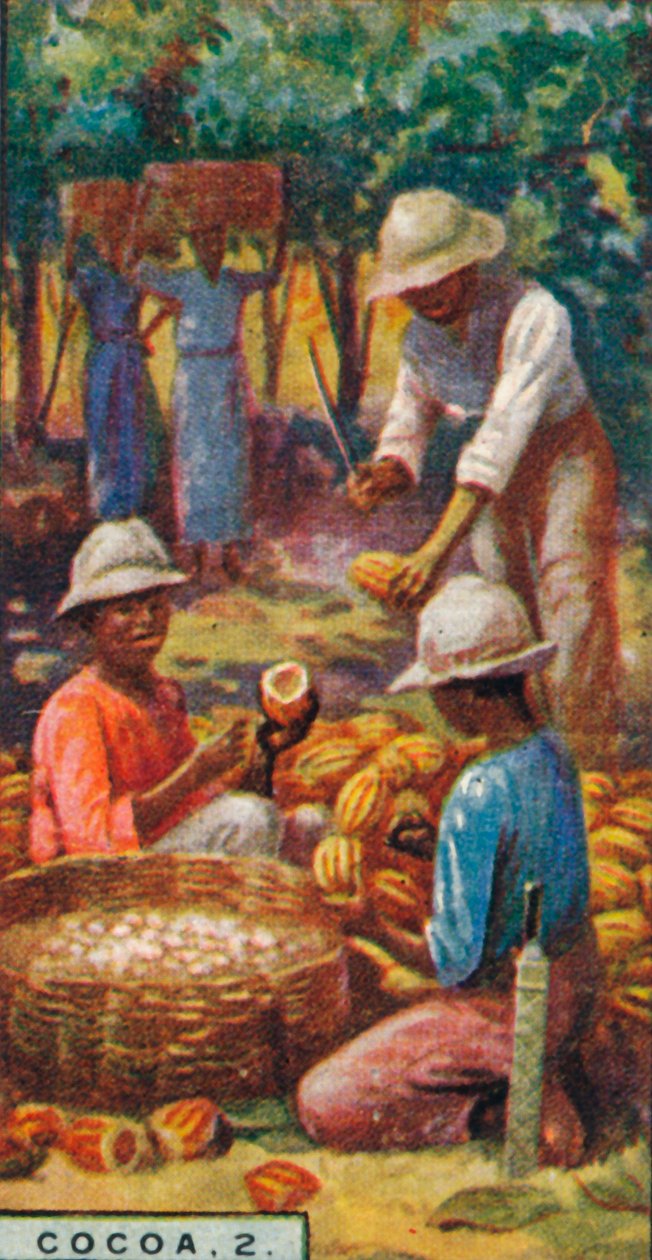 Cacao, 2. - Abriendo las vainas, Trinidad, 1928 de Unbekannt