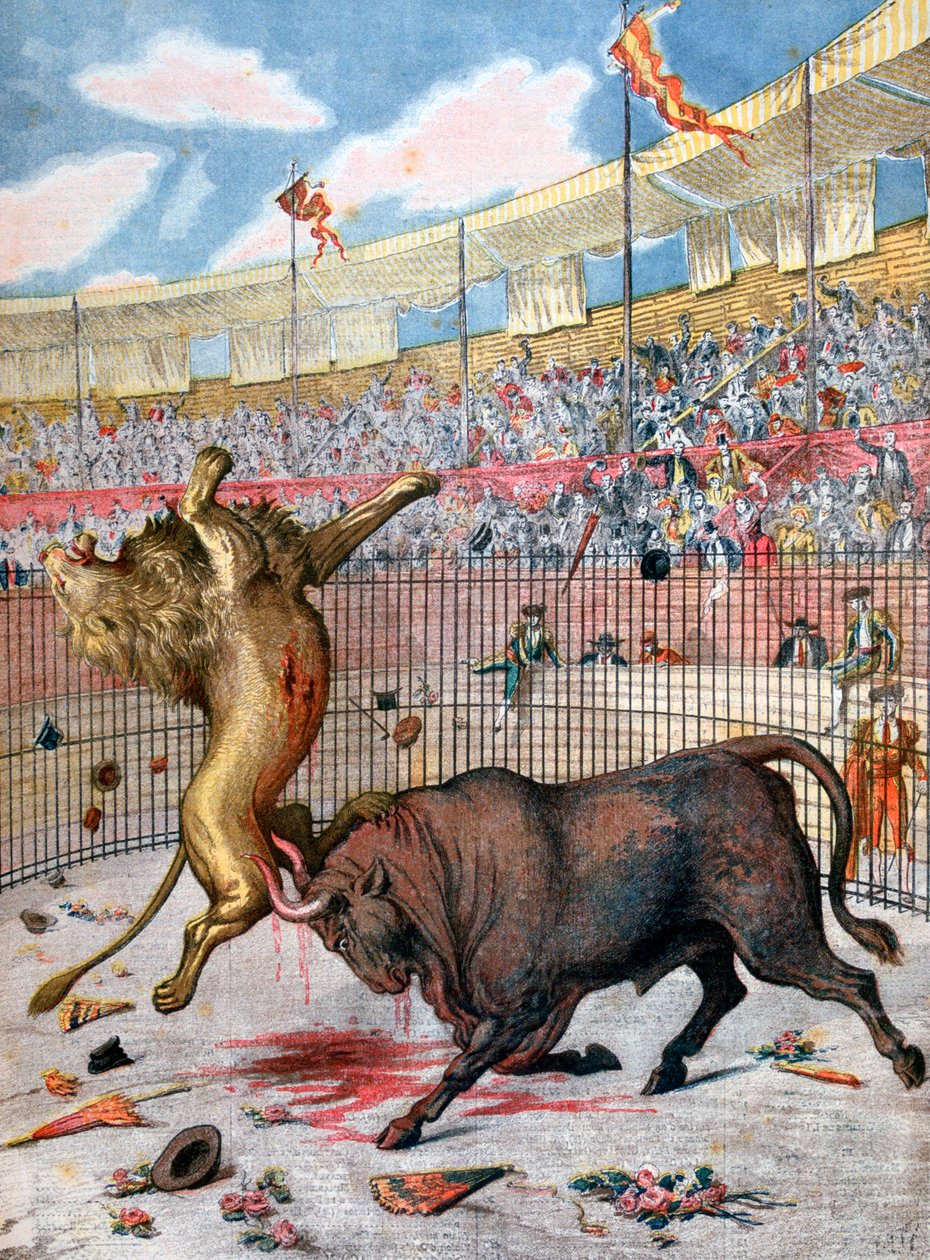 Combate entre un león y un toro, España, 1894 de Unbekannt