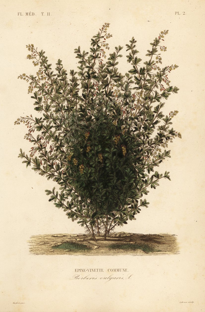 Agracejo común, Berberis vulgaris de Unbekannt