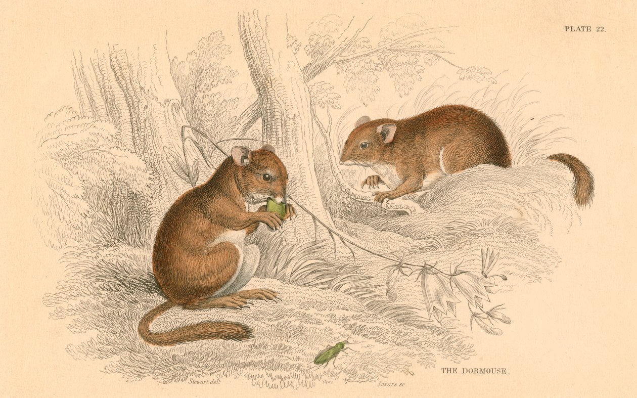 Lirón común Muscardinus arvellanarius, roedor hibernante, 1828 de Unbekannt