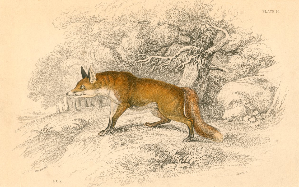 Zorro común o rojo Vulpes vulpes, 1828 de Unbekannt