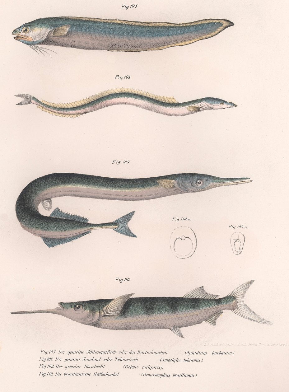 Pez serpiente común. Anguila de arena común. Hornhecht común. Medio pico brasileño, c.1850s de Unbekannt