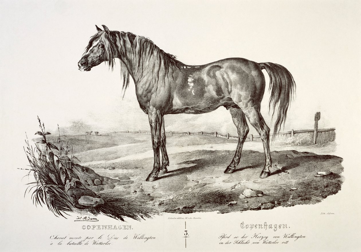 Copenhague, el caballo del Duque de Wellington de Unbekannt