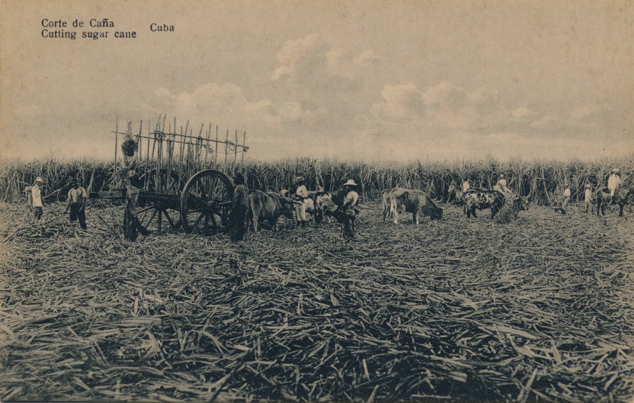 Corte de caña - Cortando caña de azúcar - Cuba, c1910 de Unbekannt