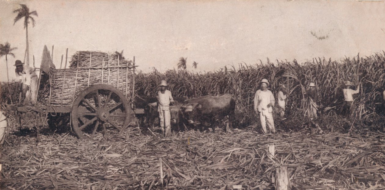 Corte de Caña. - Recolección de Caña de Azúcar. Cuba, c1900 de Unbekannt