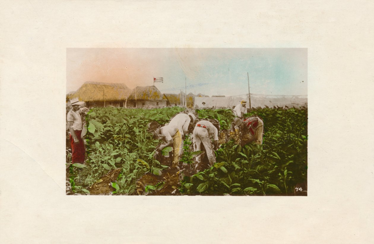 Cosecha de tabaco, c. 1910 de Unbekannt