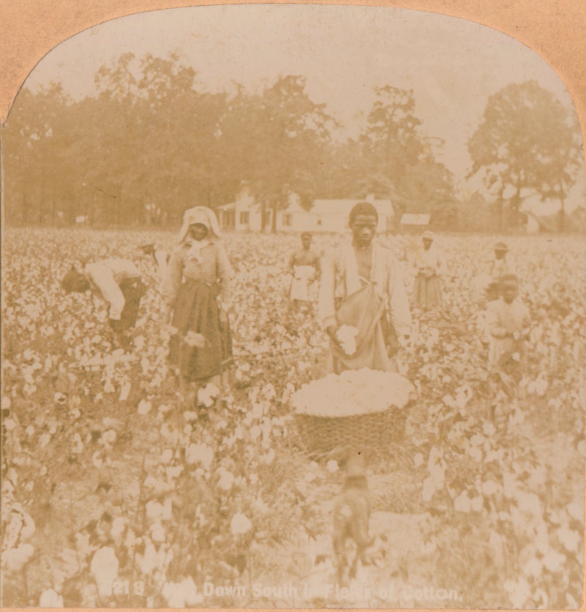 Recolección de algodón, c1900 de Unbekannt