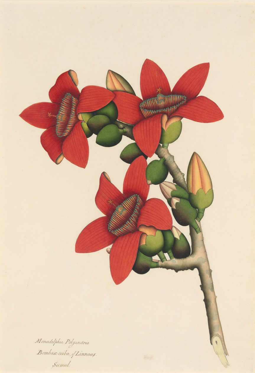 Flores del Árbol de Algodón, ca. 1800-1805 de Unbekannt