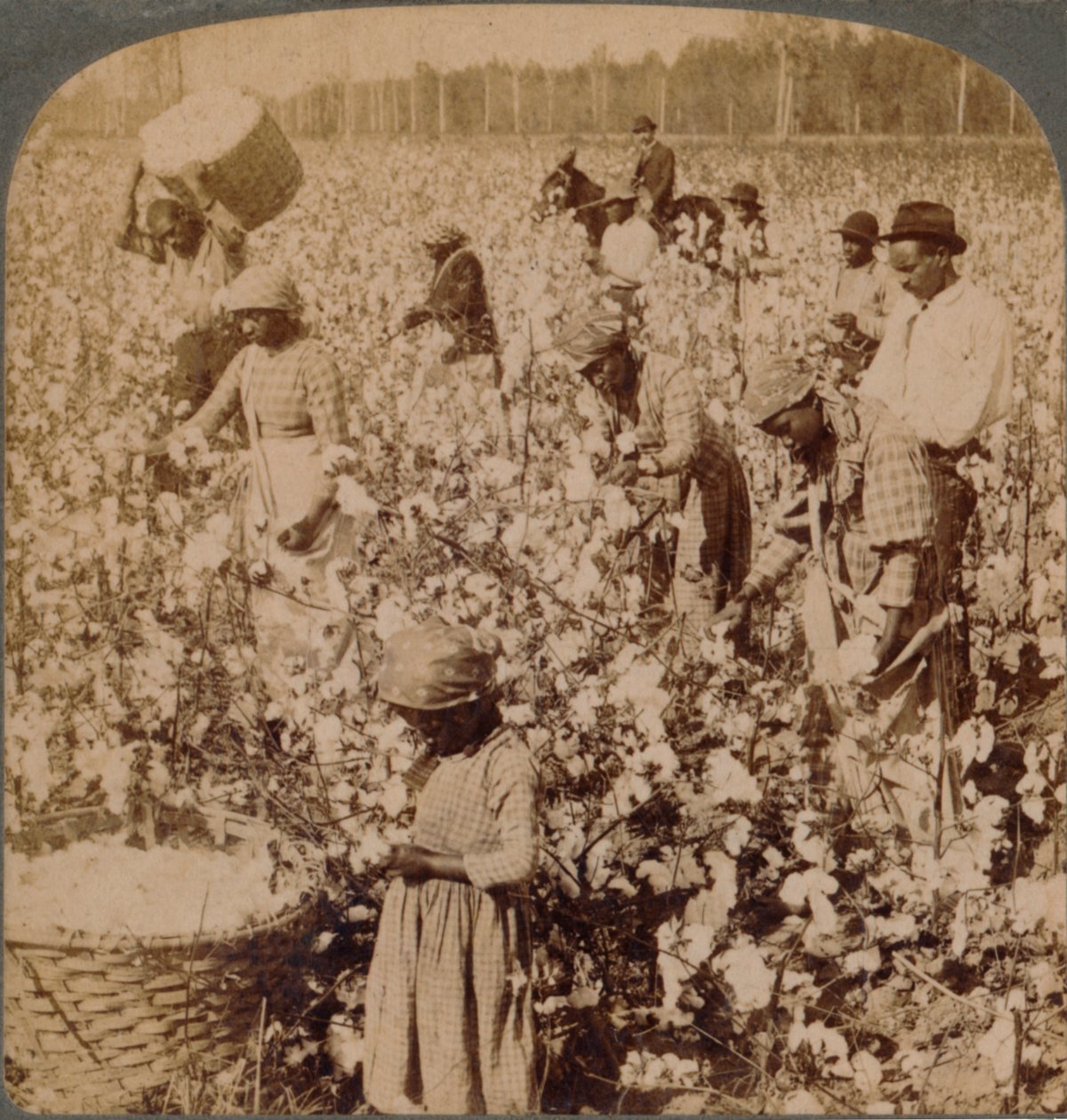 El algodón es rey - escena de plantación con recolectores trabajando. Georgia, c1900 de Unbekannt
