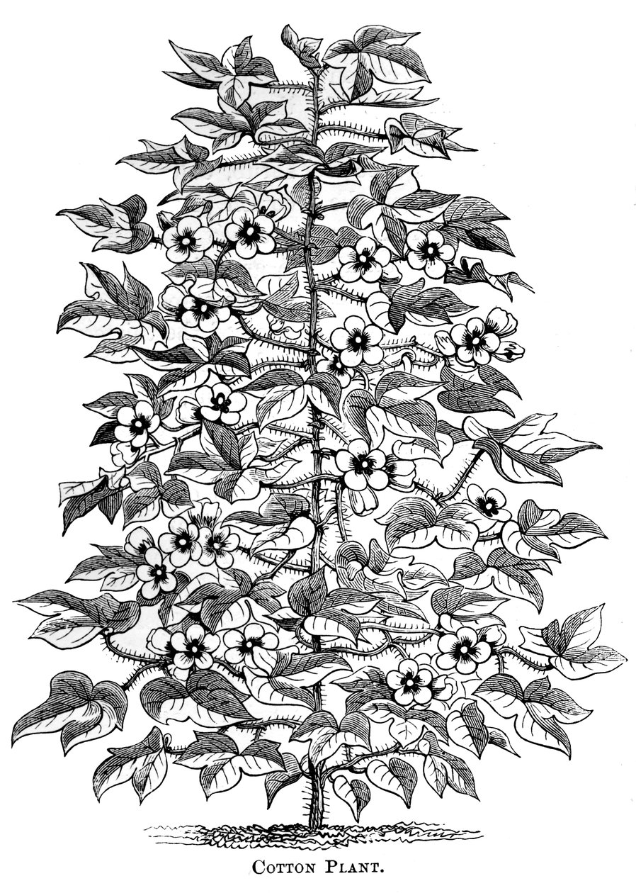 Planta de algodón, c1880 de Unbekannt