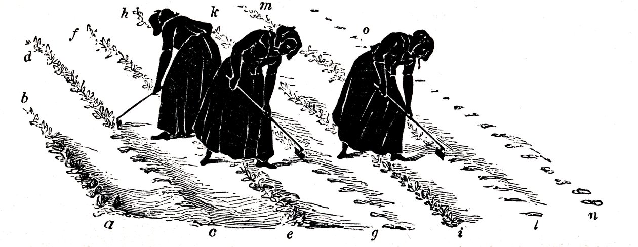 Rotación de cultivos: mujeres aclarando nabos, 1855 de Unbekannt