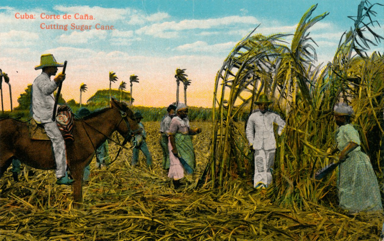 Cuba: Corte de Caña. Cortando caña de azúcar, c. 1910 de Unbekannt