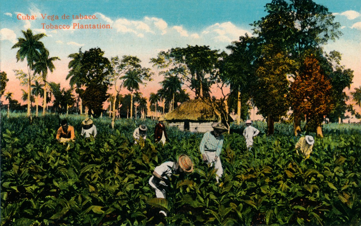 Cuba: Vega de tabaco. Plantación de tabaco, c1900 de Unbekannt