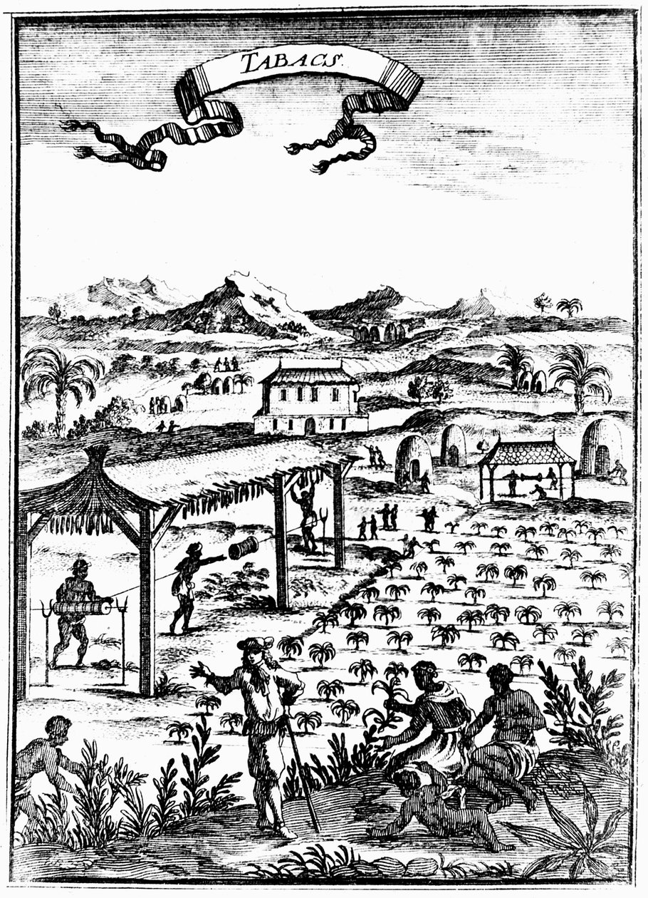 Cultivando y curando tabaco en las Indias Occidentales usando mano de obra esclava, 1686 de Unbekannt