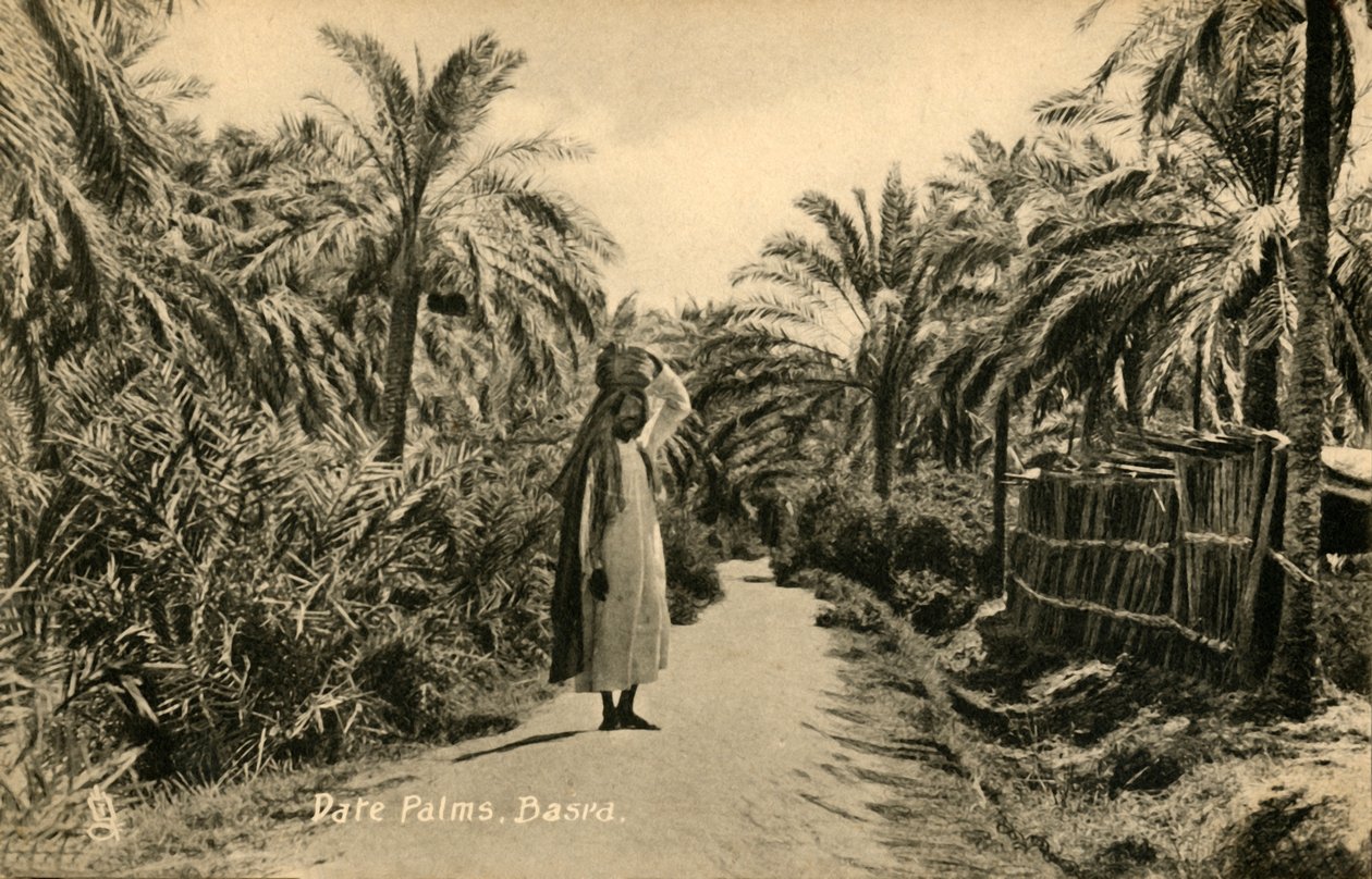 Palmeras datileras, Basora, c. 1918-c. 1939 de Unbekannt