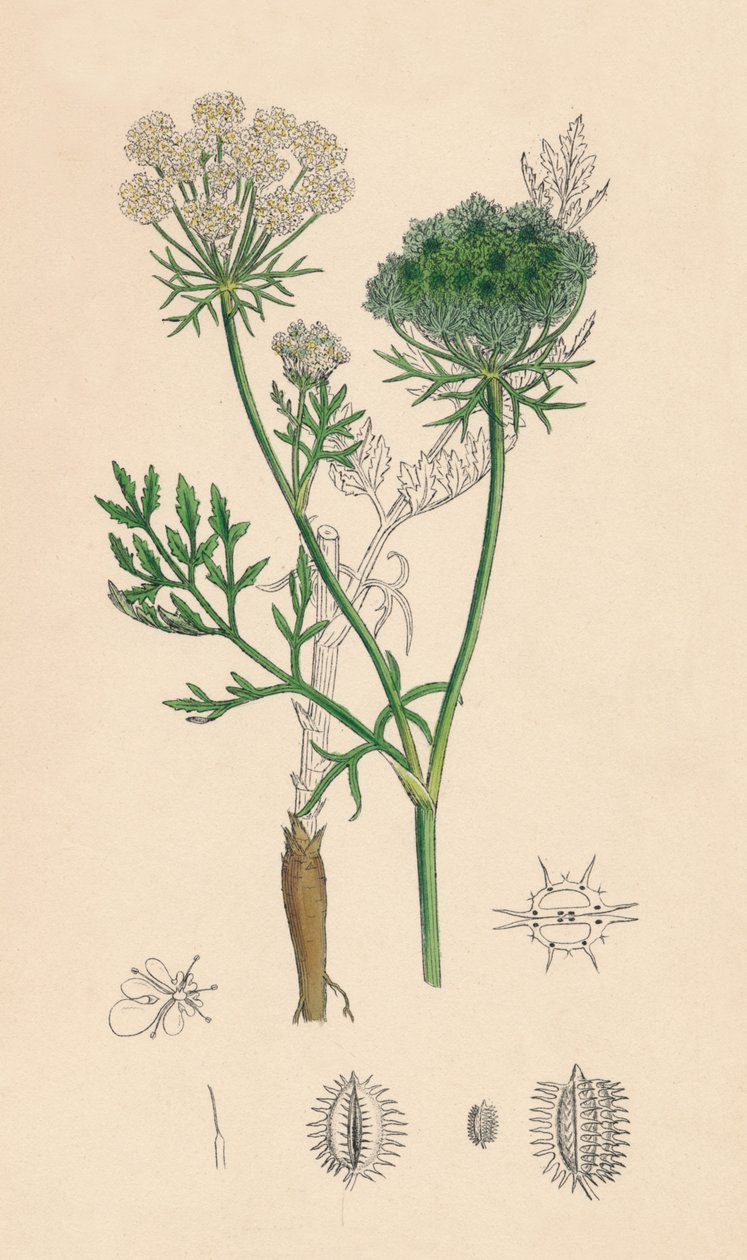 Daucus Carota. Zanahoria silvestre, siglo XIX de Unbekannt