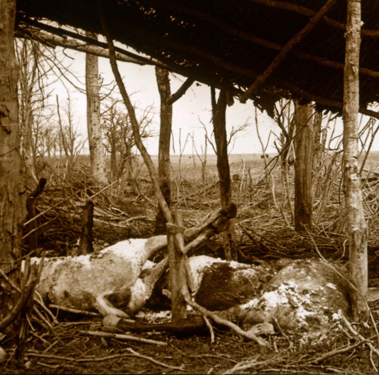 Caballos muertos, Verdún, norte de Francia, c1914-c1918 de Unbekannt