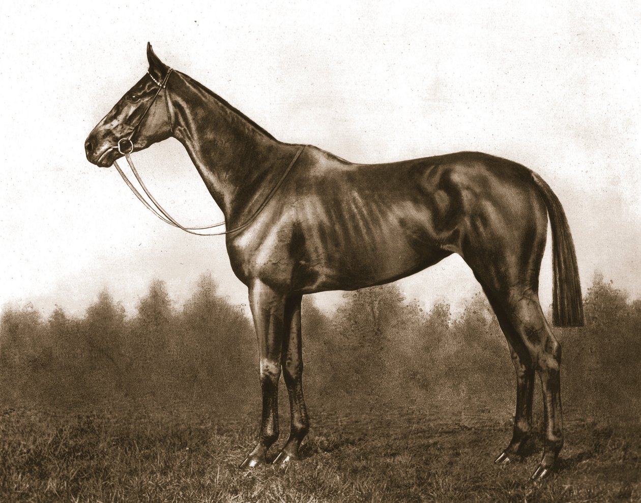Modesta, 1911 de Unbekannt